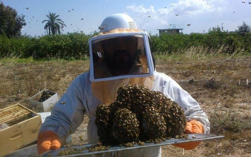 صور: مناحل العسل في غزة