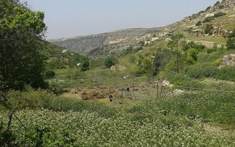 صور: جولة في مسار النبي العمري بالخليل