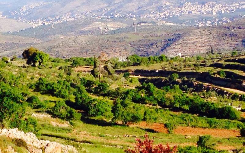 صور: ربيع فلسطين ببلدة قبلان في نابلس