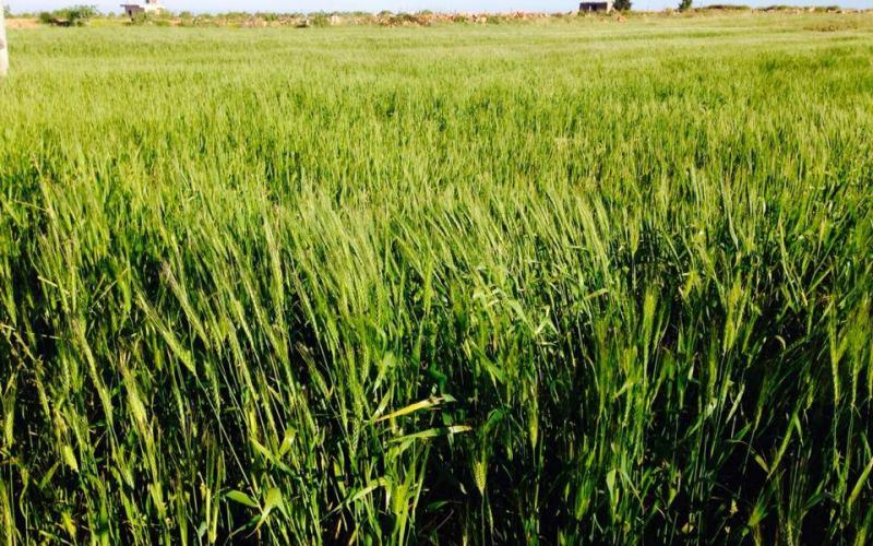 صور: ربيع فلسطين ببلدة قبلان في نابلس