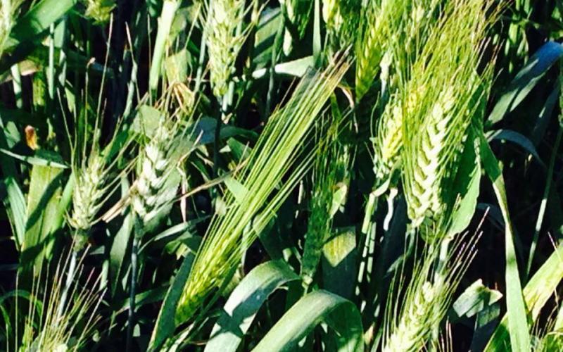 صور: ربيع فلسطين ببلدة قبلان في نابلس
