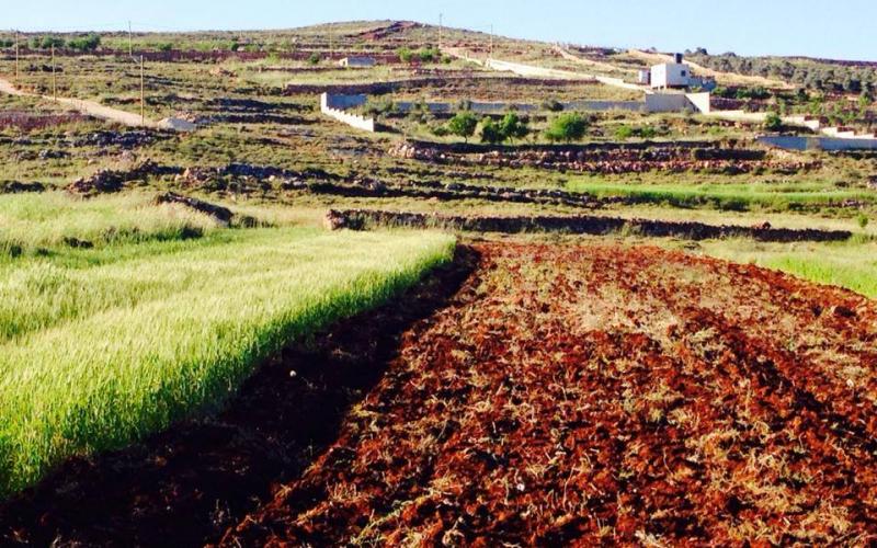 صور: ربيع فلسطين ببلدة قبلان في نابلس