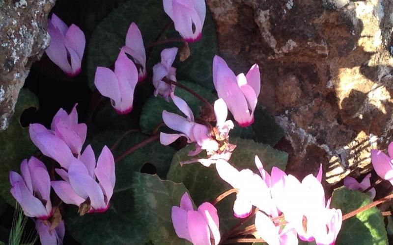 صور: ربيع فلسطين ببلدة قبلان في نابلس