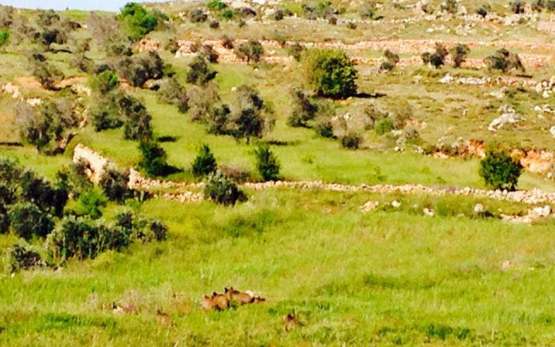 صور: ربيع فلسطين ببلدة قبلان في نابلس