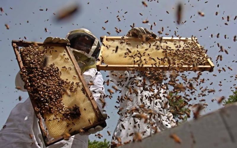 صور: موسم جمع العسل في مناحل غزة