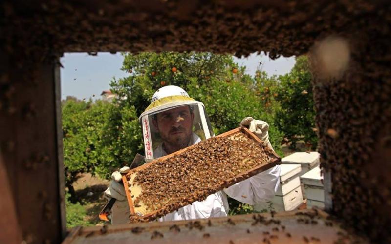 صور: موسم جمع العسل في مناحل غزة
