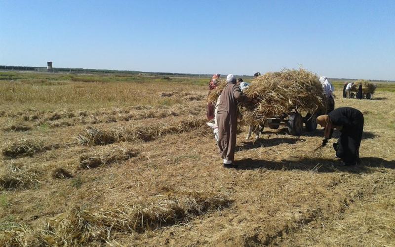 صور: الاحتلال يجبر المزارعين على الحصاد