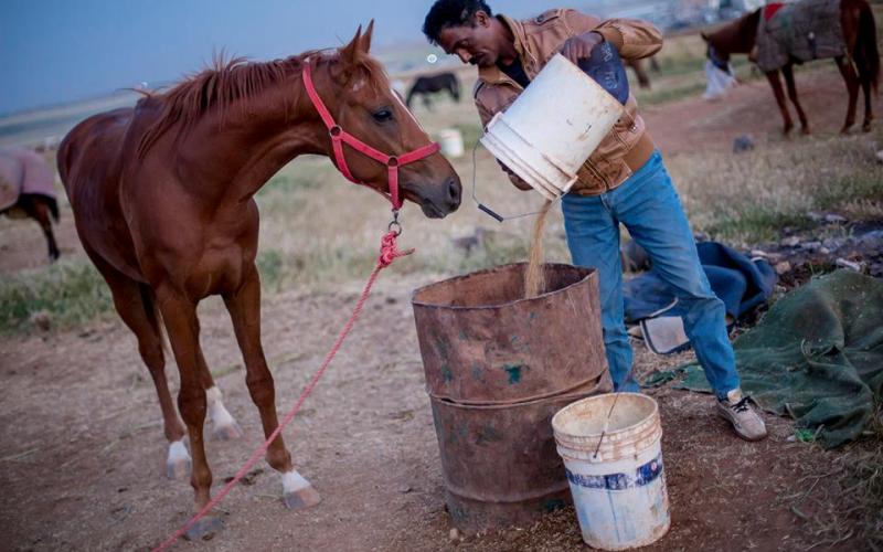 صور: تربية الخيول عشقٌ متوارث