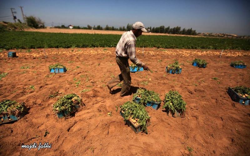 صور: محصول البطاط والجزر في بيت لاهيا