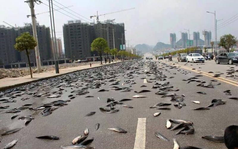 صور: السماء تمطر سمكا في سريلانكا!