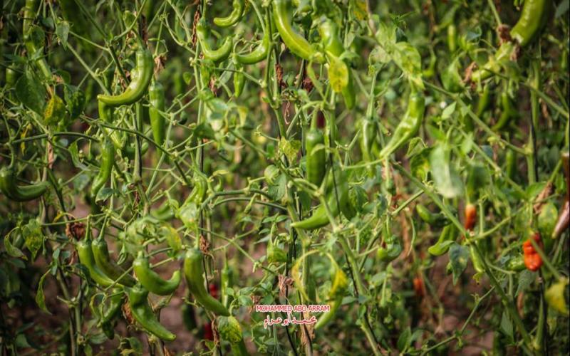 صور: زراعة الفلفل غرب مدينة خانيونس