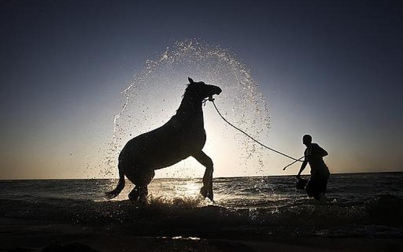 صور.. سحر الخيول والجمال على شاطئ غزة