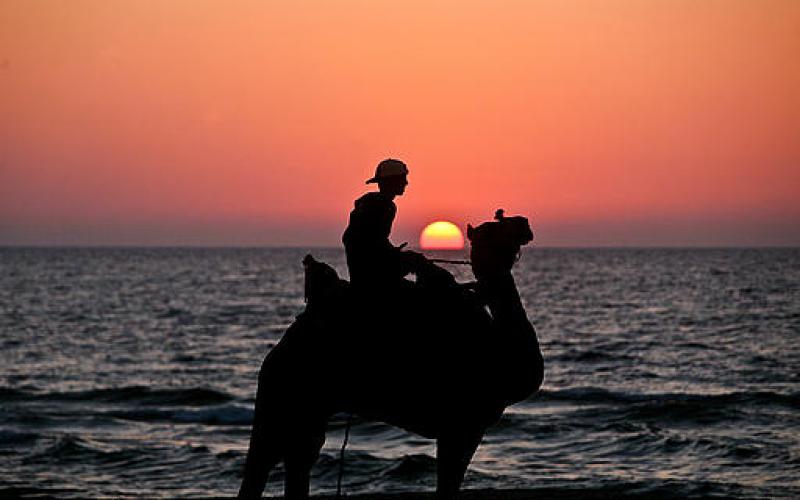 صور.. سحر الخيول والجمال على شاطئ غزة