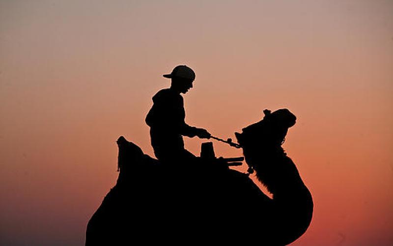 صور.. سحر الخيول والجمال على شاطئ غزة