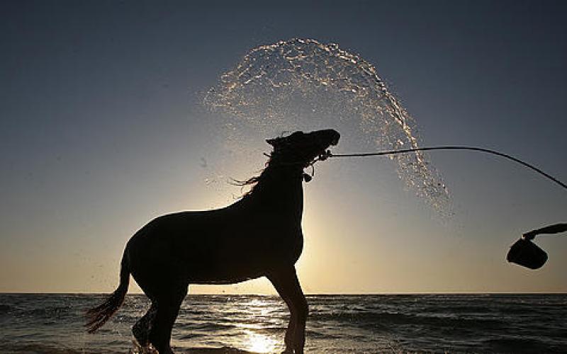 صور.. سحر الخيول والجمال على شاطئ غزة