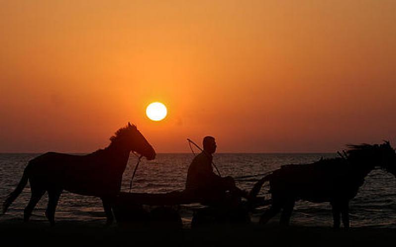 صور.. سحر الخيول والجمال على شاطئ غزة