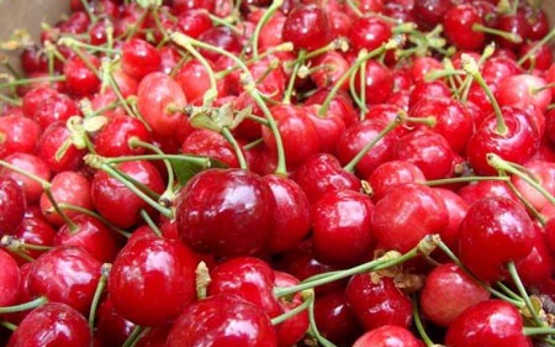 صور.. موسم قطف "الكرز" شمال فلسطين المحتلة