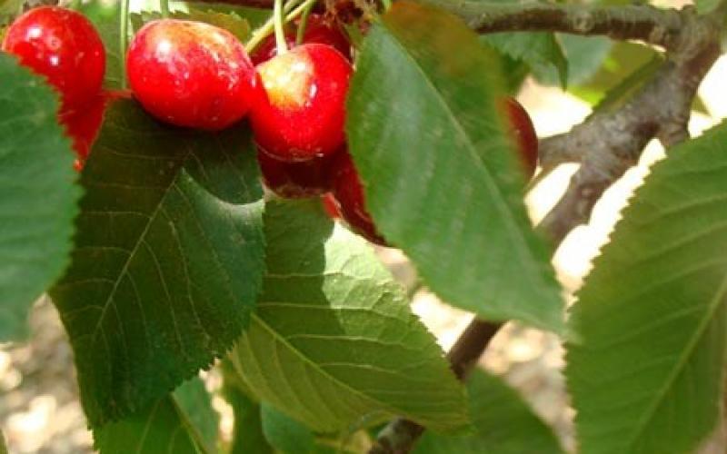 صور.. موسم قطف "الكرز" شمال فلسطين المحتلة