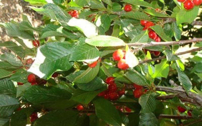 صور.. موسم قطف "الكرز" شمال فلسطين المحتلة