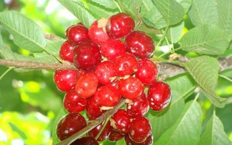 صور.. موسم قطف "الكرز" شمال فلسطين المحتلة