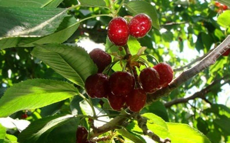صور.. موسم قطف "الكرز" شمال فلسطين المحتلة