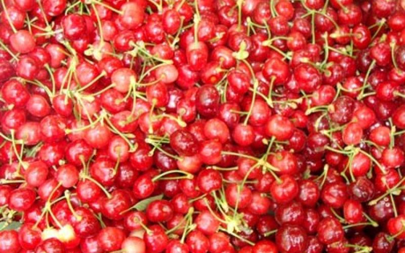 صور.. موسم قطف "الكرز" شمال فلسطين المحتلة