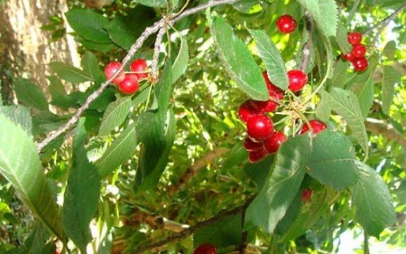 صور.. موسم قطف "الكرز" شمال فلسطين المحتلة