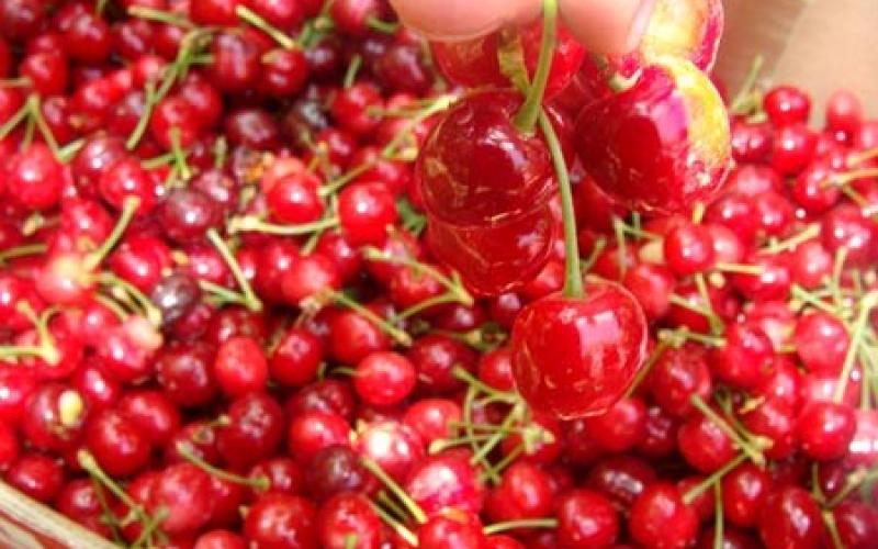 صور.. موسم قطف "الكرز" شمال فلسطين المحتلة