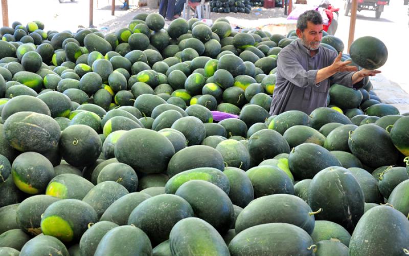 بالصور.. الزراعة تفتح موسم البطيخ والشمام