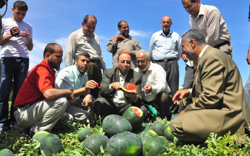 بالصور.. الزراعة تفتح موسم البطيخ والشمام