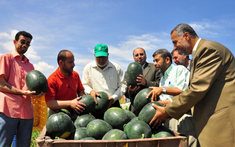 بالصور.. الزراعة تفتح موسم البطيخ والشمام