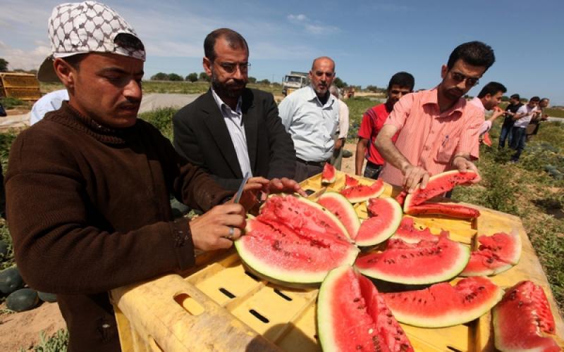 صور.. جني "البطيخ" و"الشمام" بغزة