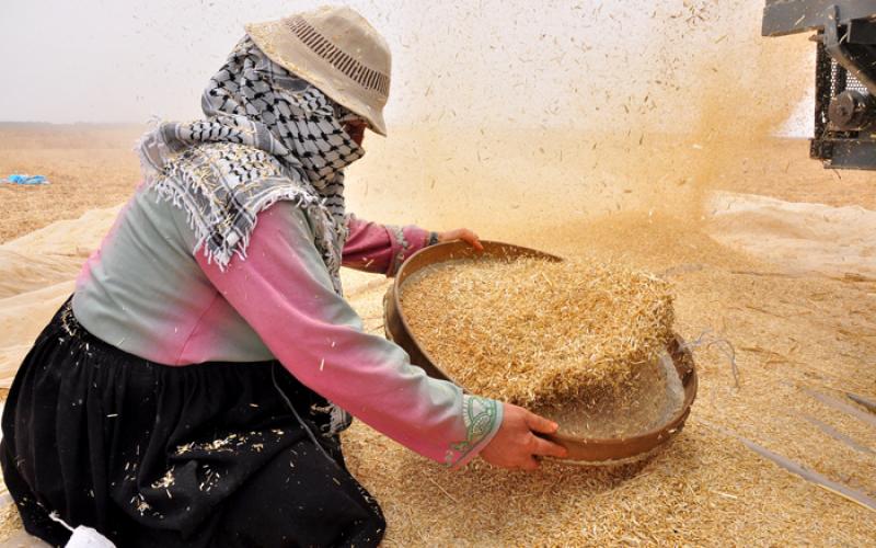 بالصور.. درس القمح والشعير جنوب قطاع غزة