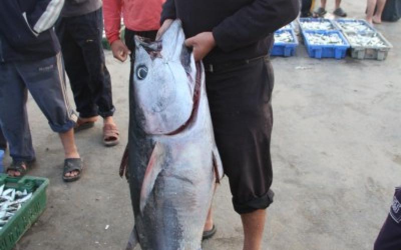 صور: حسبة السمك بغزة