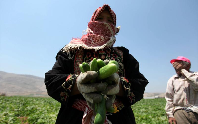 صور: حصاد "الخيار" في نابلس