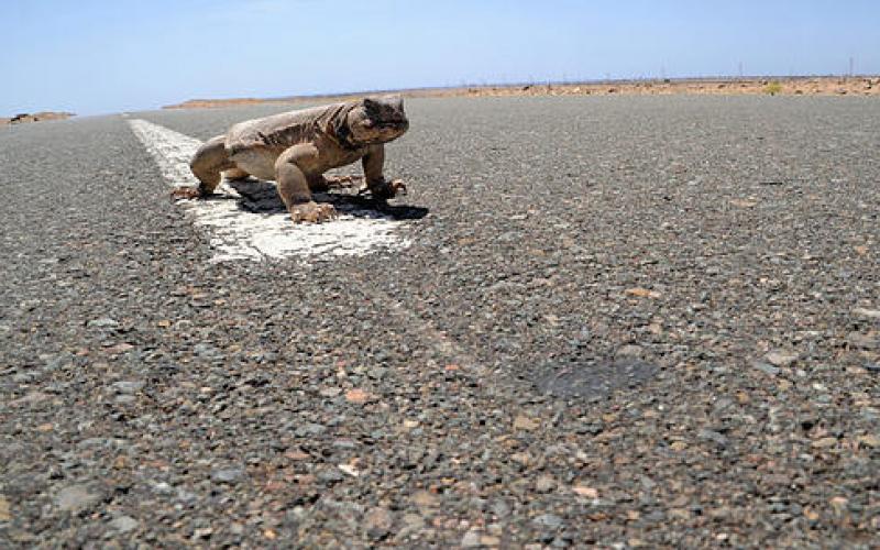صور: صيد "السحالي" وأكلها في السعودية