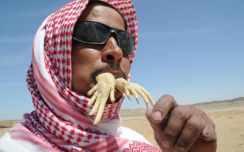 صور: صيد "السحالي" وأكلها في السعودية