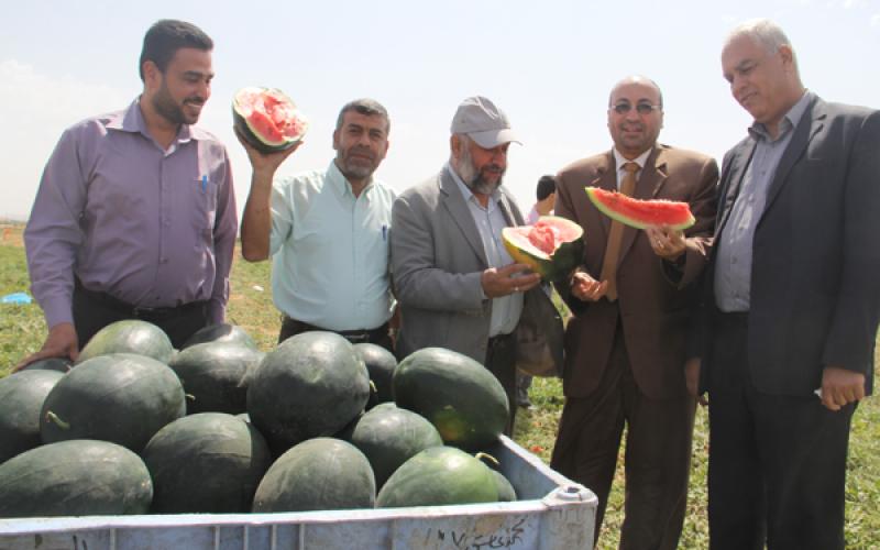 صور: "الزراعة" تفتتح موسم البطيخ برفح