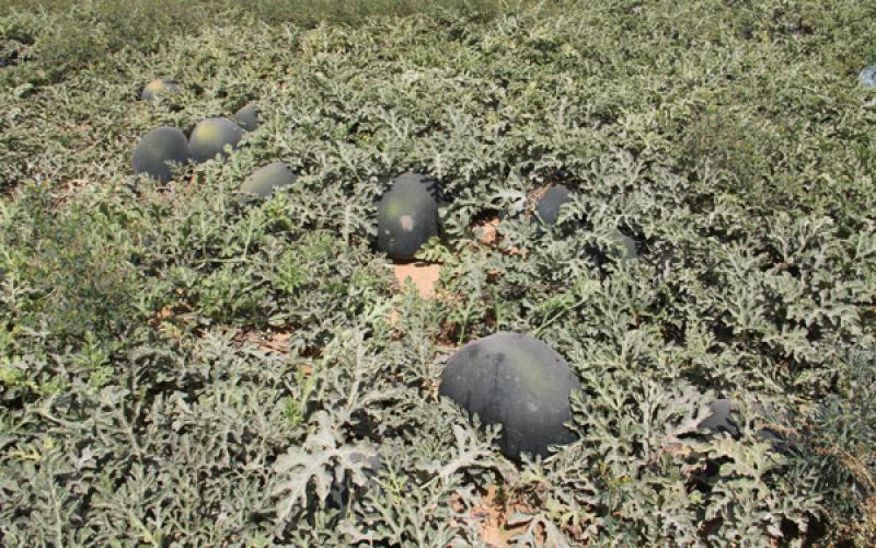 صور: "الزراعة" تفتتح موسم البطيخ برفح