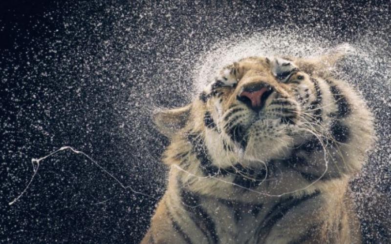 صور: حيوانات مبهرة تظهر ايماءات مماثلة لنا