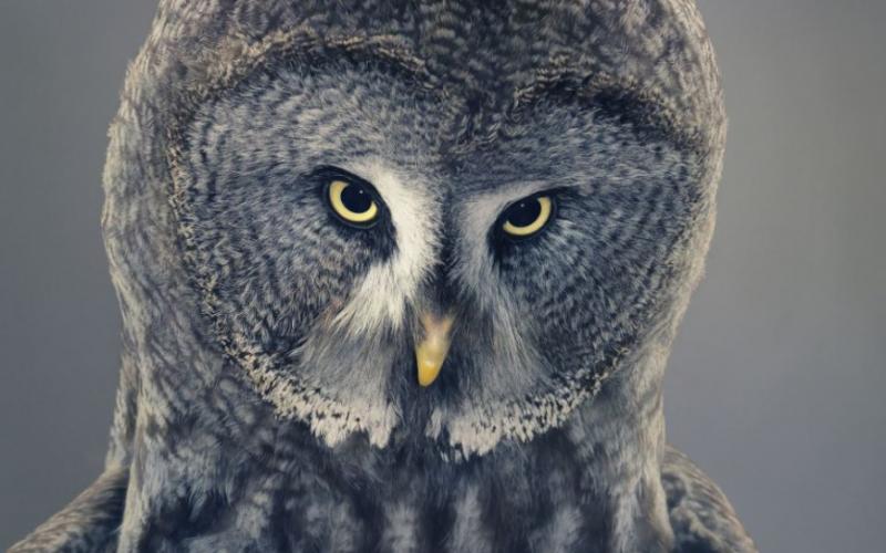 صور: حيوانات مبهرة تظهر ايماءات مماثلة لنا
