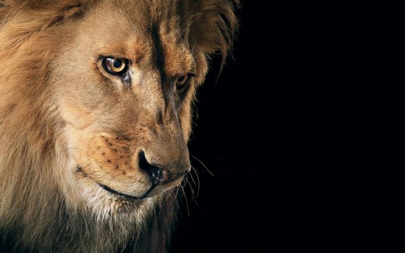 صور: حيوانات مبهرة تظهر ايماءات مماثلة لنا