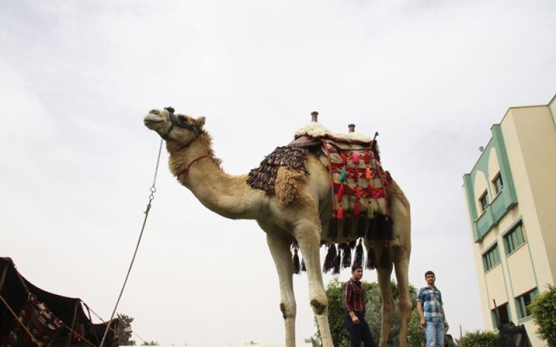 صور: معرض ثقافي بذكرى النكبة الـ66