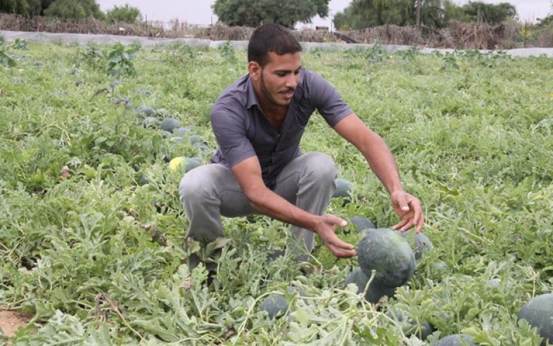 صور: افتتاح موسم البطيخ بخانيونس