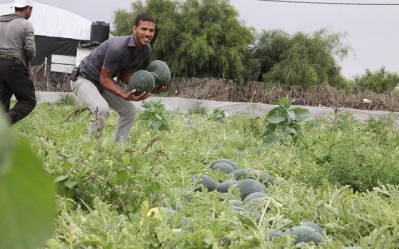 صور: افتتاح موسم البطيخ بخانيونس