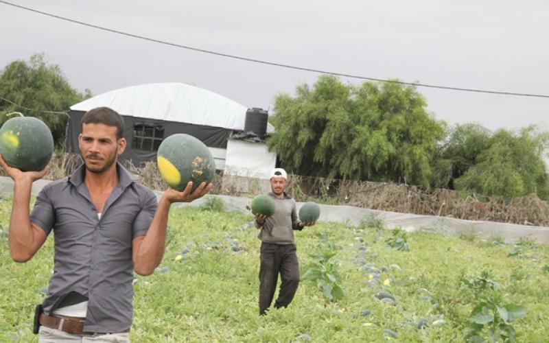 صور: افتتاح موسم البطيخ بخانيونس