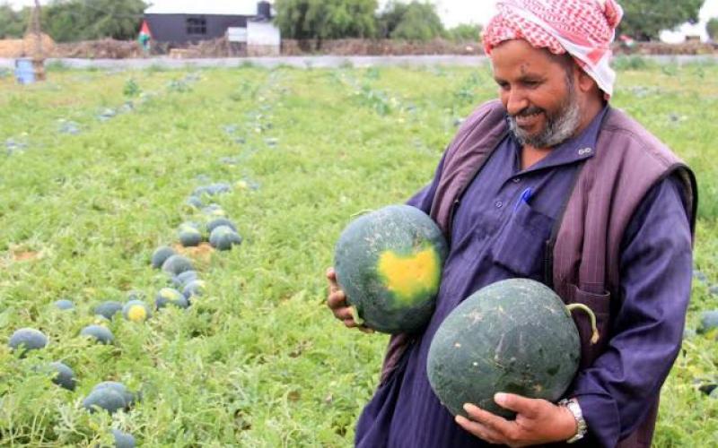 صور: افتتاح موسم البطيخ بخانيونس