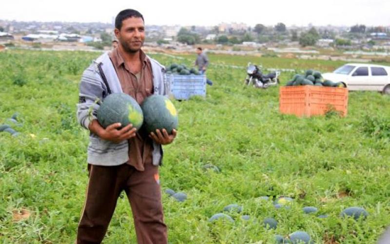 صور: افتتاح موسم البطيخ بخانيونس