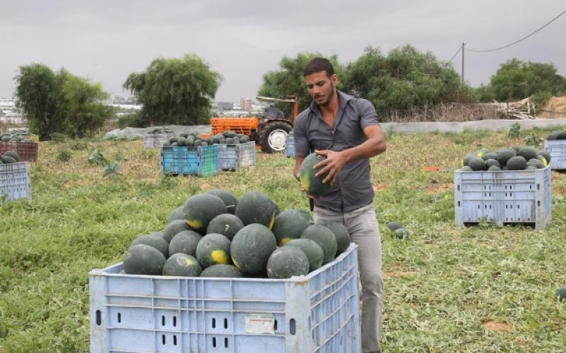 بالصور: البطيخ.. فاكهة الصيف تحقق اكتفاءً غزياً