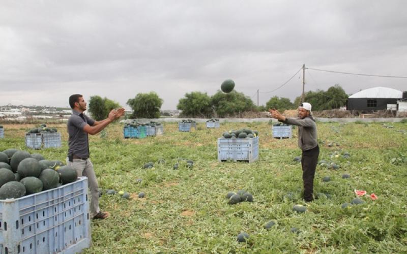 بالصور: البطيخ.. فاكهة الصيف تحقق اكتفاءً غزياً